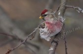 carduelis_flammea_flammea_g.jpg